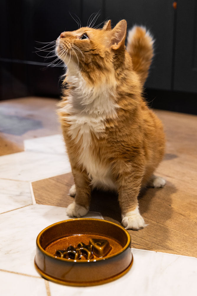 Gamelle pour chat en céramique